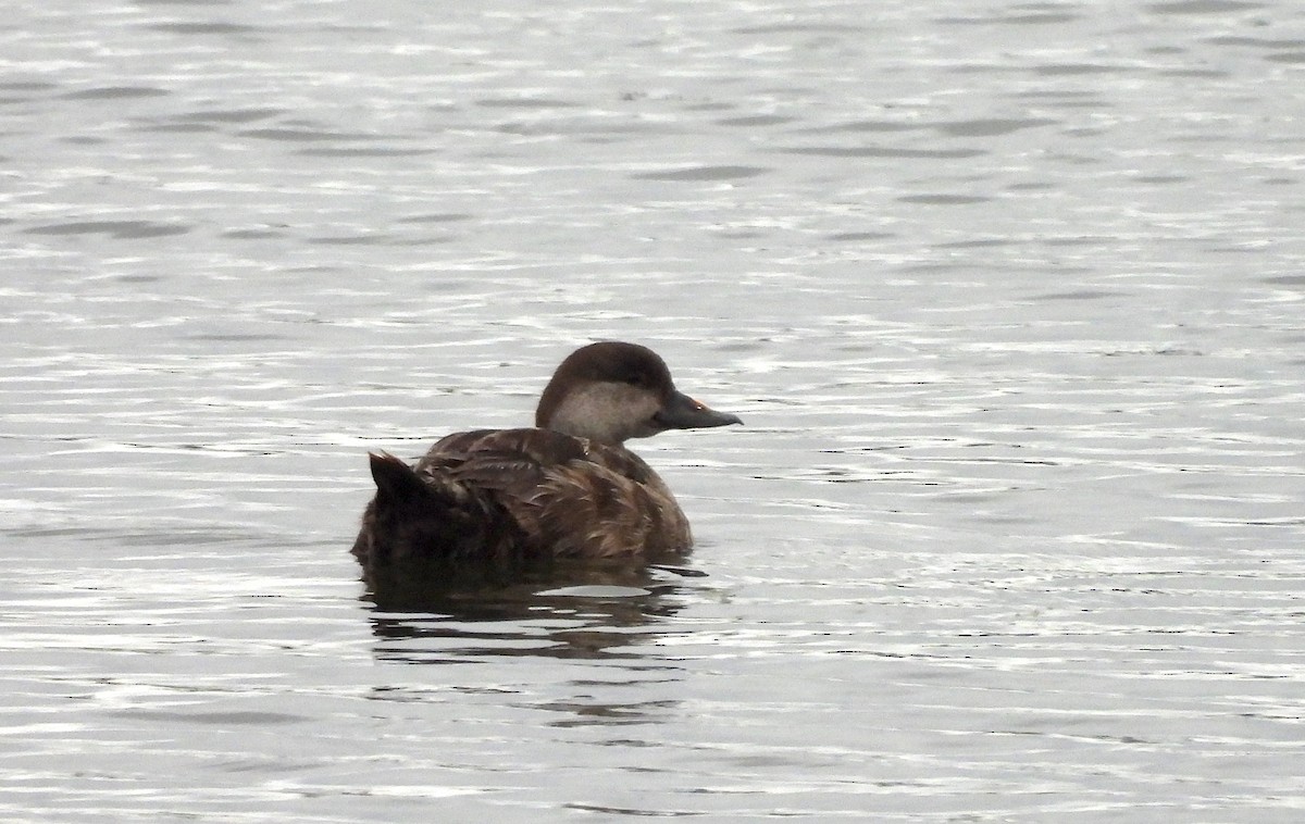 Black Scoter - ML619902012