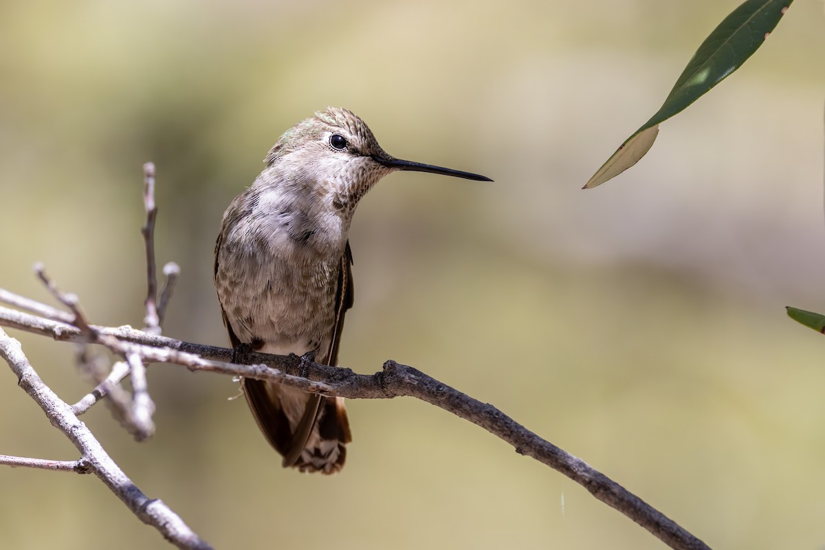 Anna's Hummingbird - ML619902013