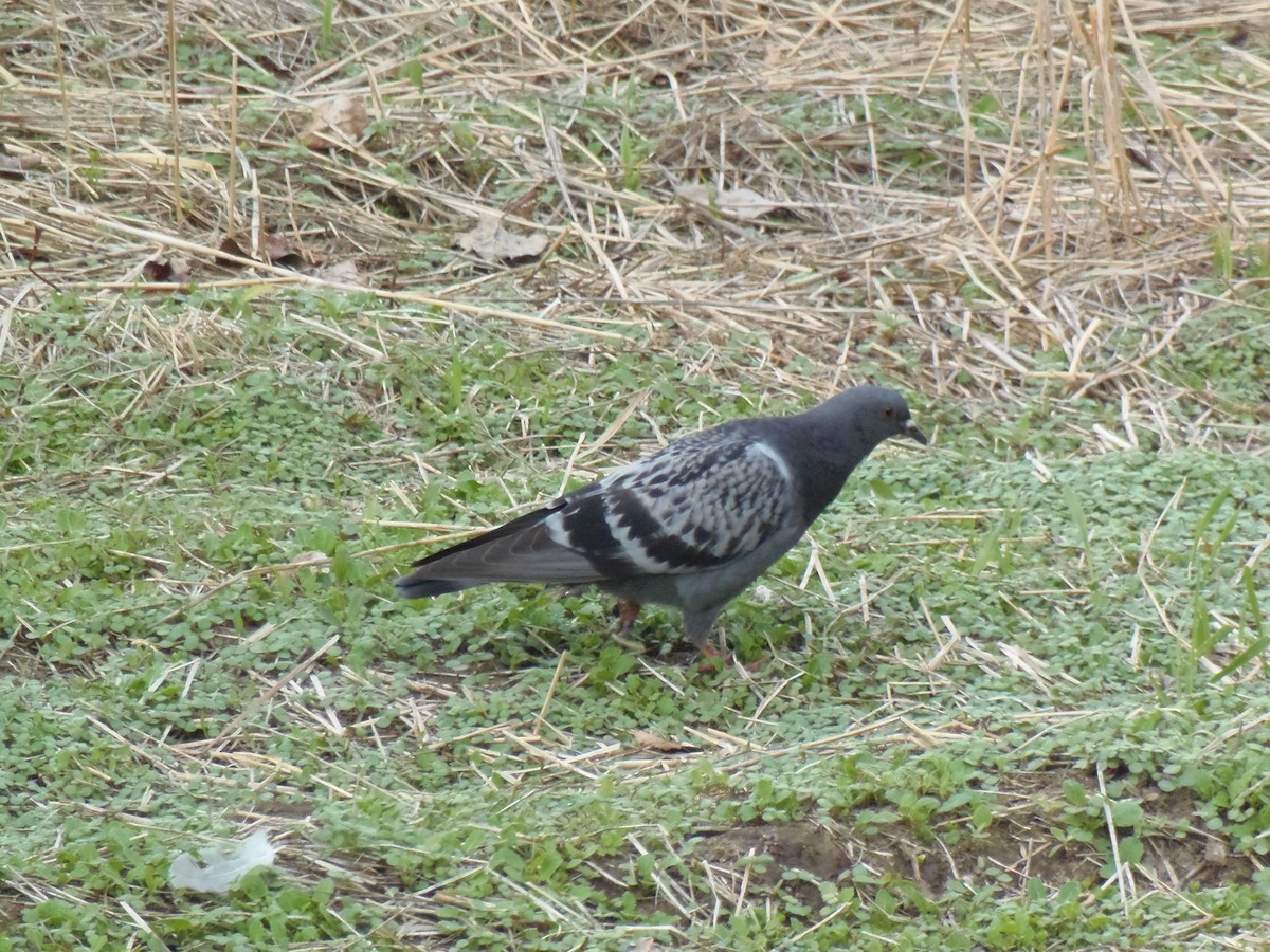 Rock Pigeon (Feral Pigeon) - ML619902017