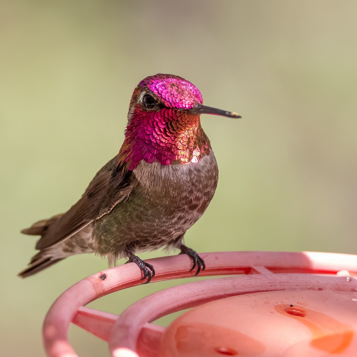 Anna's Hummingbird - ML619902019