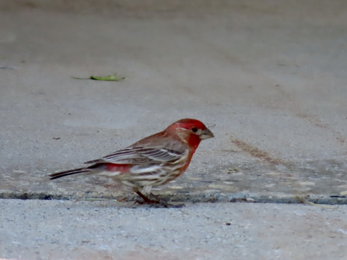 House Finch - ML619902021