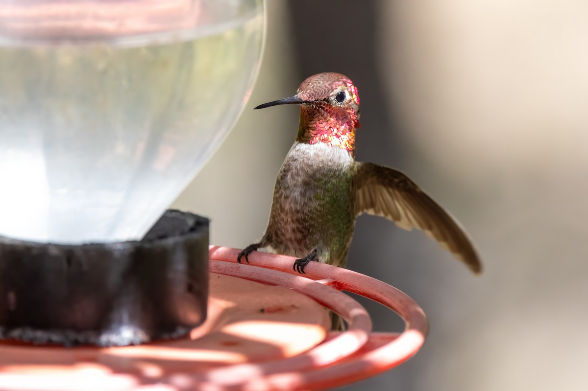 Anna's Hummingbird - ML619902030