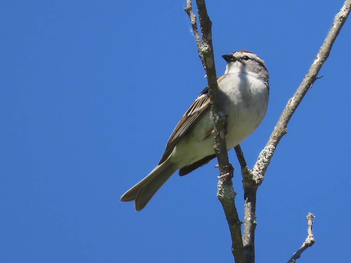 Chipping Sparrow - ML619902044