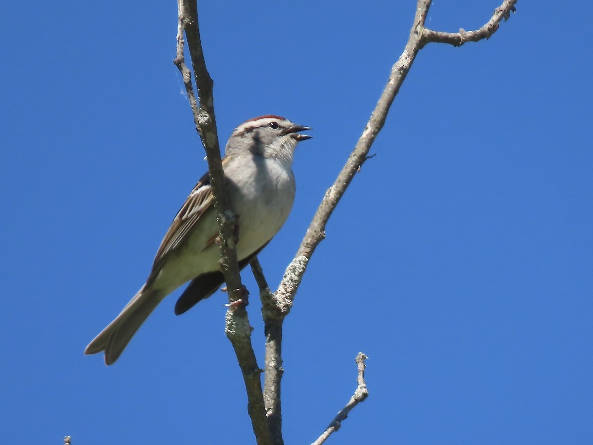 Chipping Sparrow - ML619902045