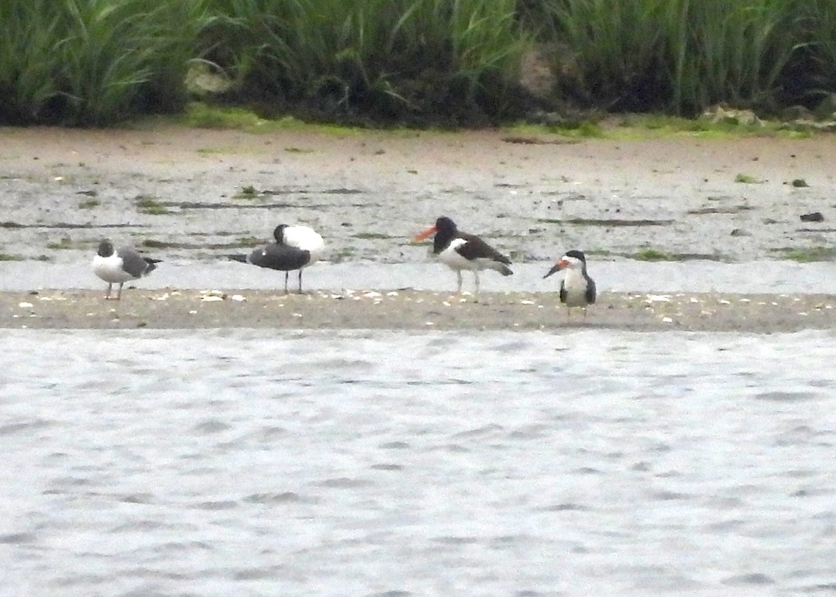 Black Skimmer - ML619902050