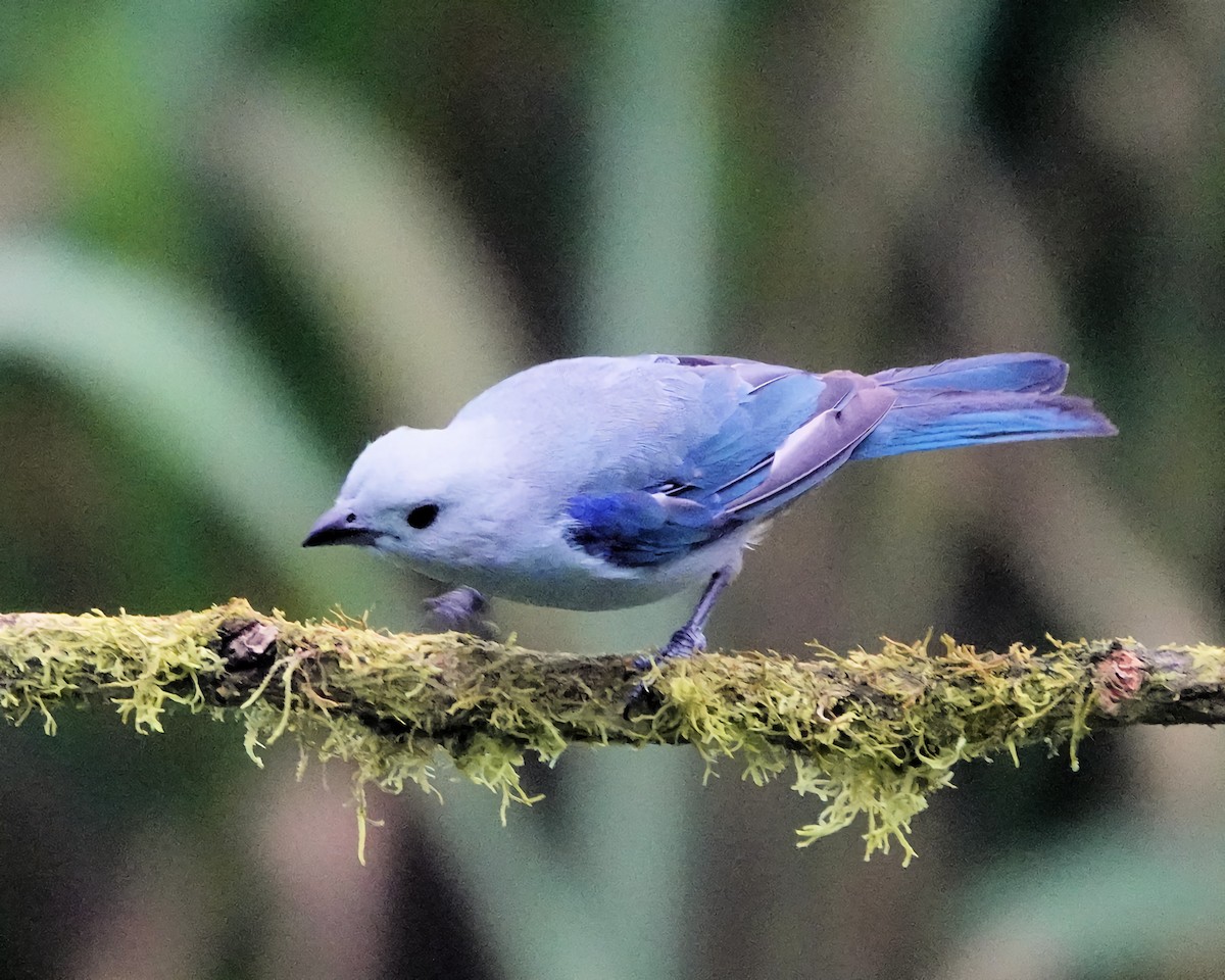 Blue-gray Tanager - ML619902054