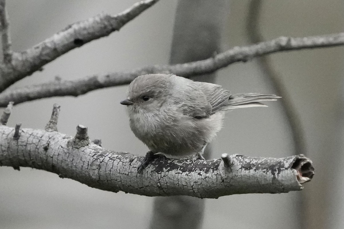 Bushtit - ML619902071