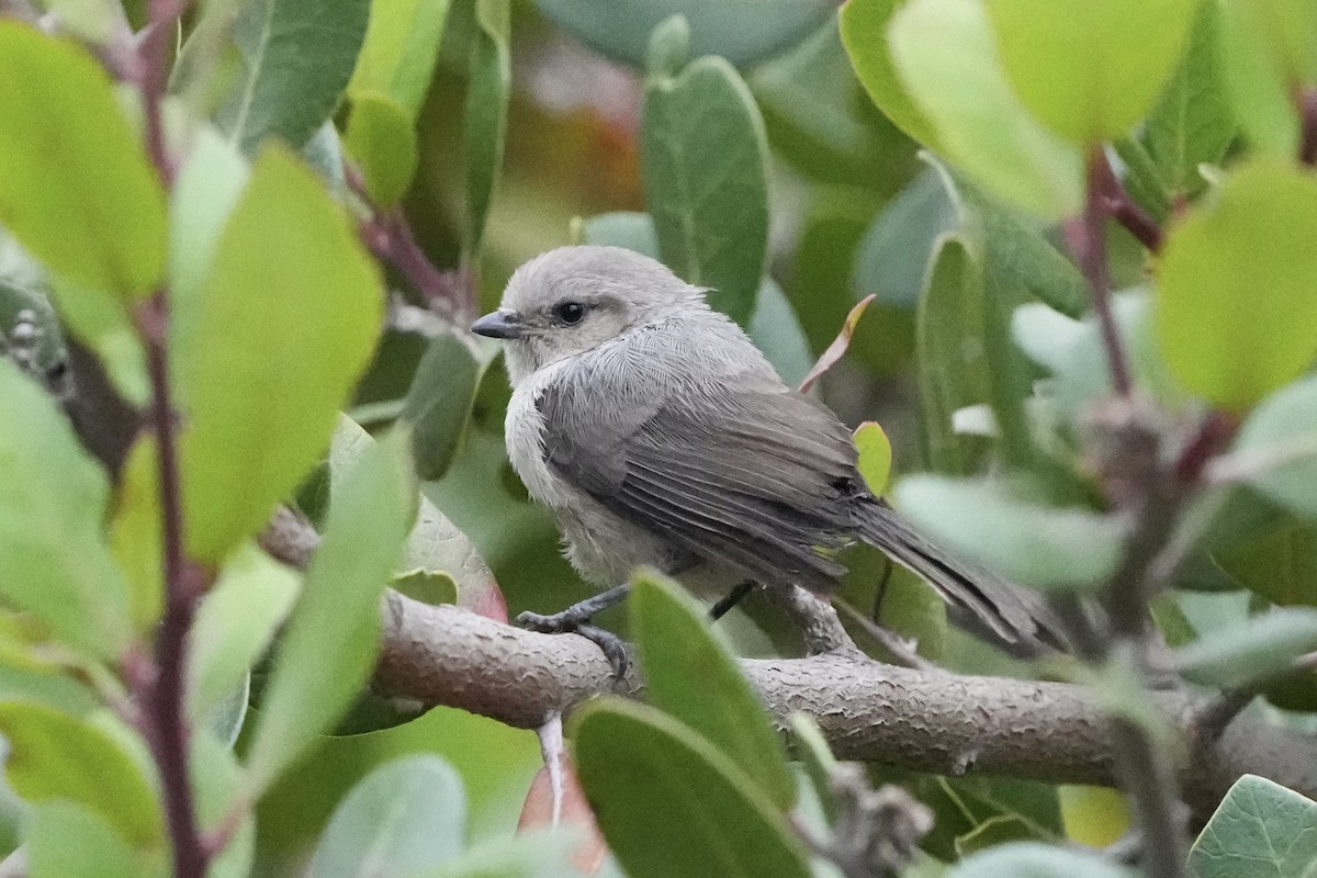 Bushtit - ML619902072