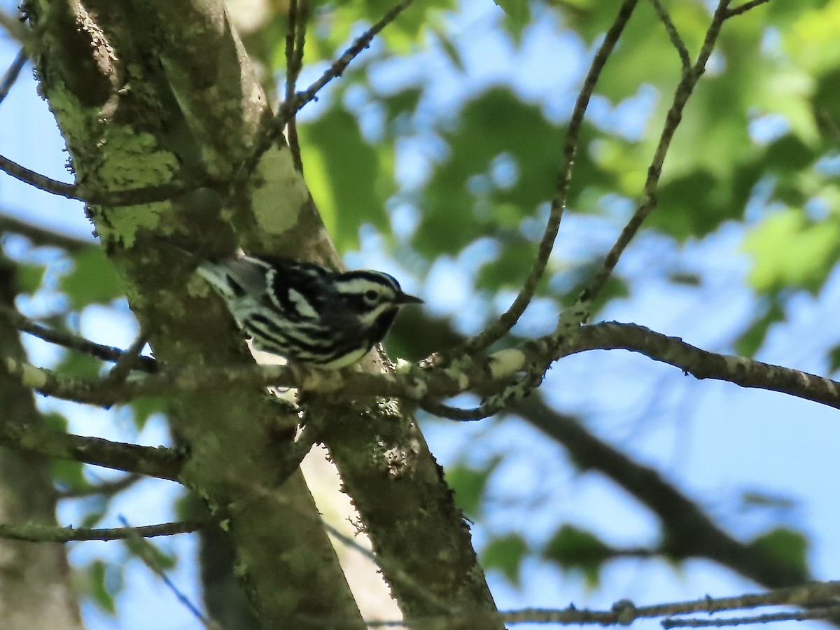 Black-and-white Warbler - ML619902079