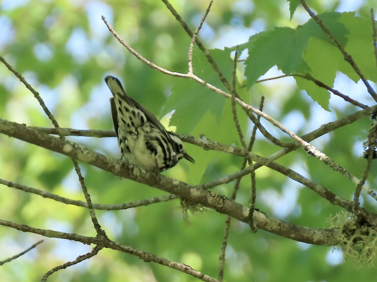 Black-and-white Warbler - ML619902080