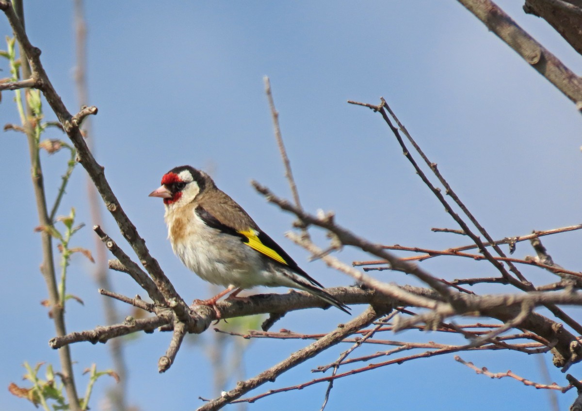 European Goldfinch - ML619902081