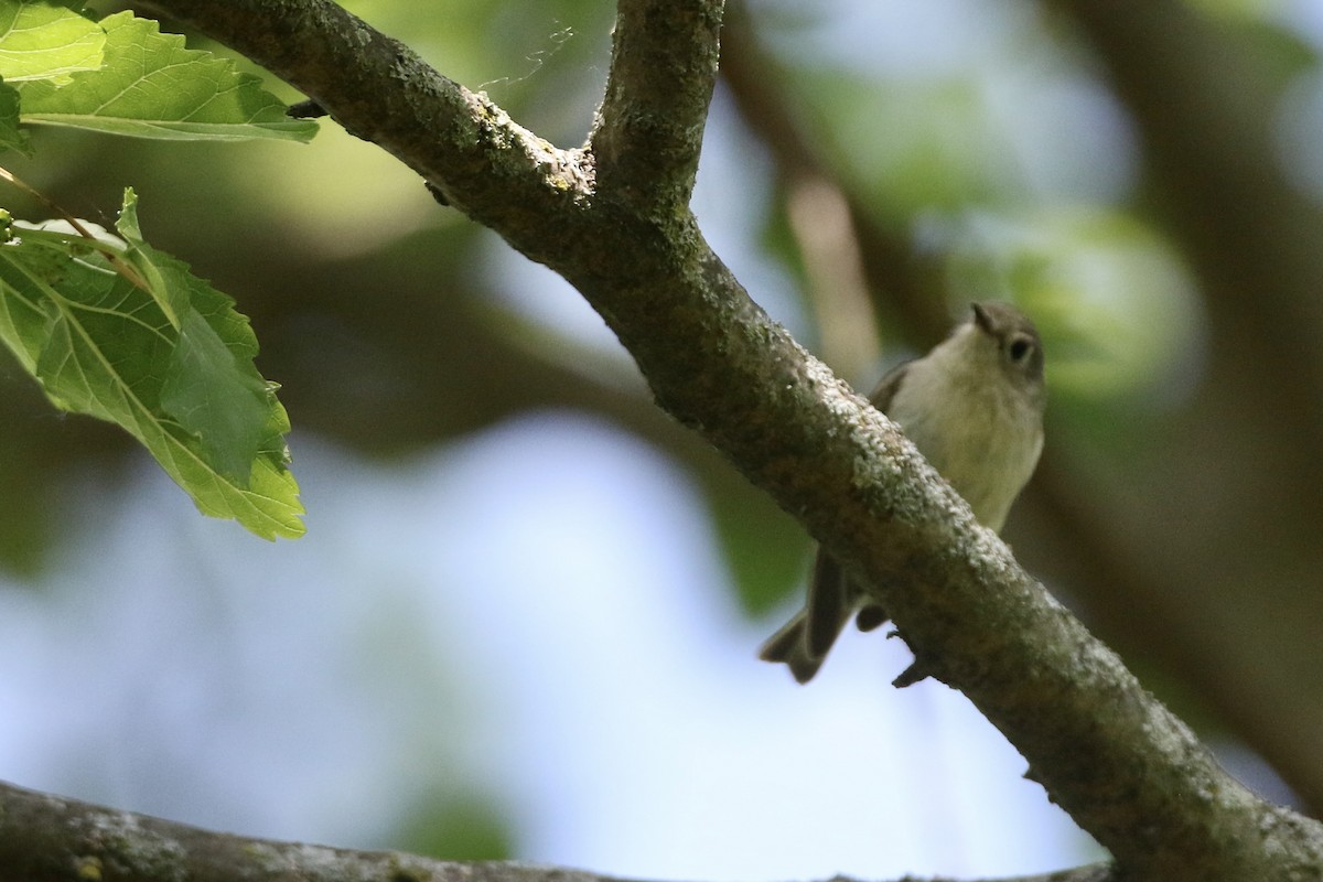 Ruby-crowned Kinglet - ML619902089