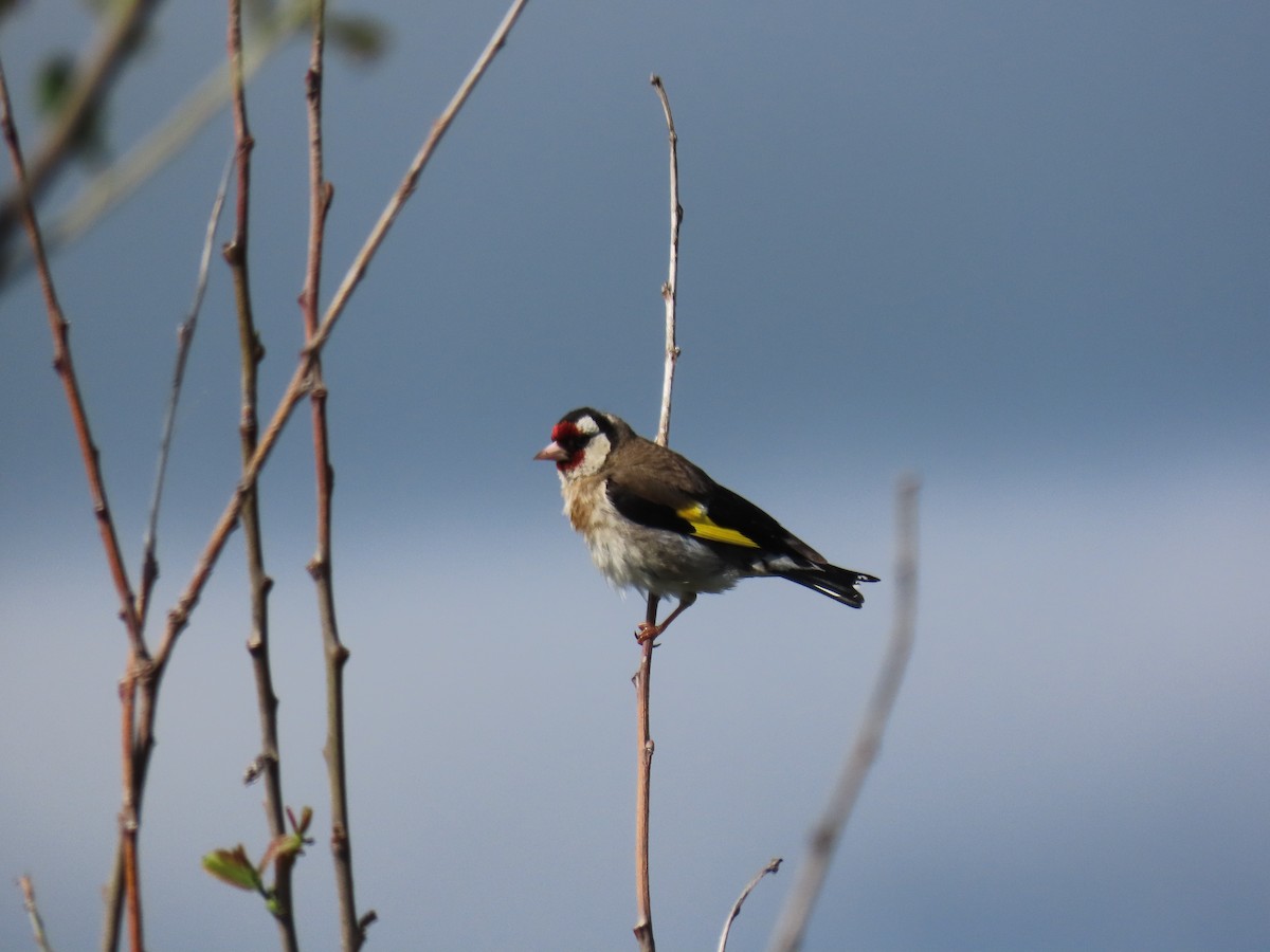 European Goldfinch - ML619902092