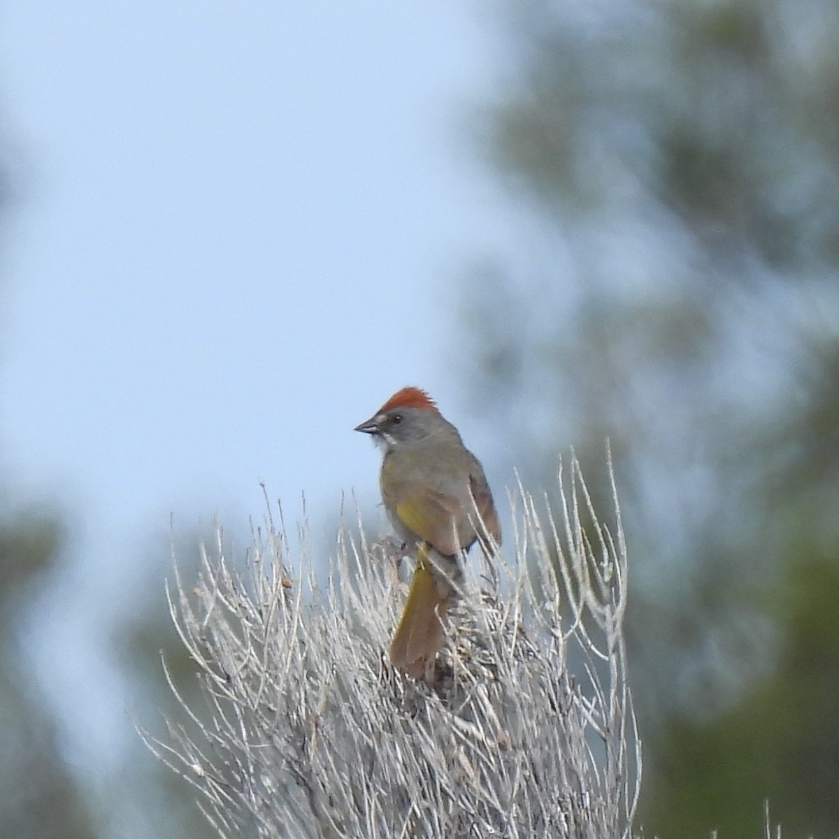 Green-tailed Towhee - ML619902119