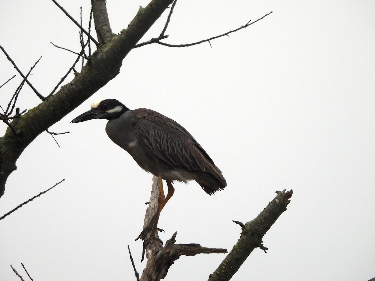 Yellow-crowned Night Heron - ML619902122