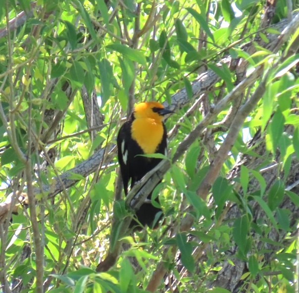 Yellow-headed Blackbird - ML619902150