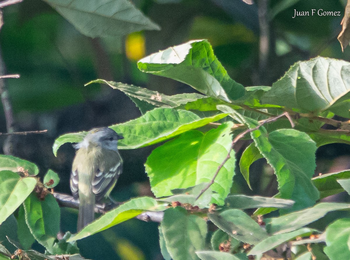 Yellow-crowned Tyrannulet - ML619902151
