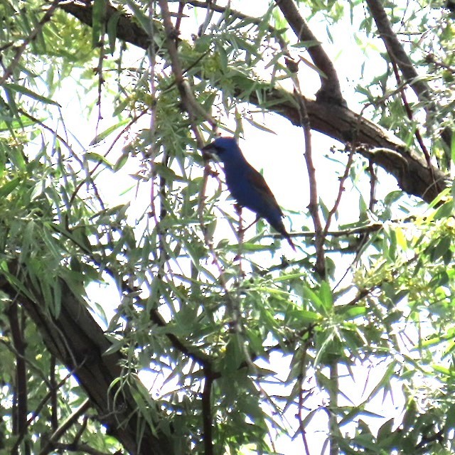 Blue Grosbeak - Natalie Tanner