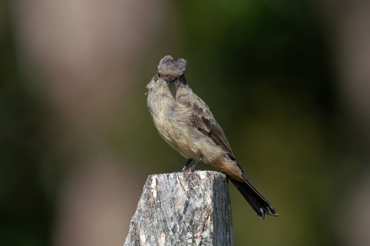 Say's Phoebe - ML619902156