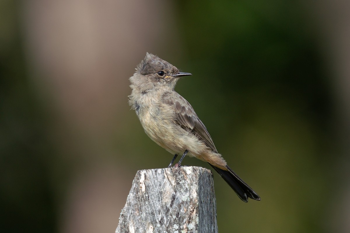 Say's Phoebe - ML619902157