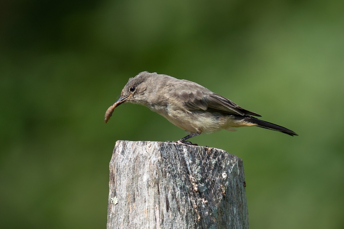 Say's Phoebe - Trish Bonadonna