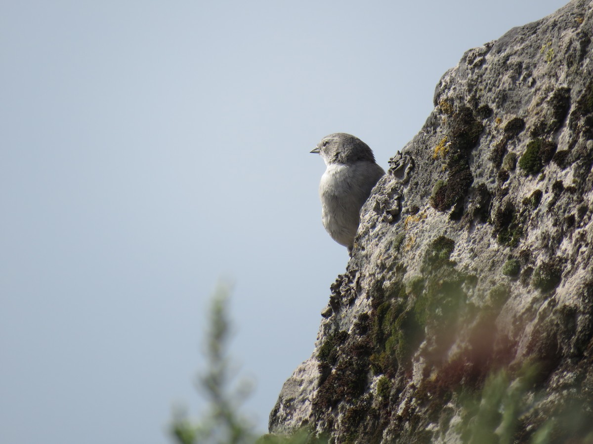 Ash-breasted Sierra Finch - ML619902179