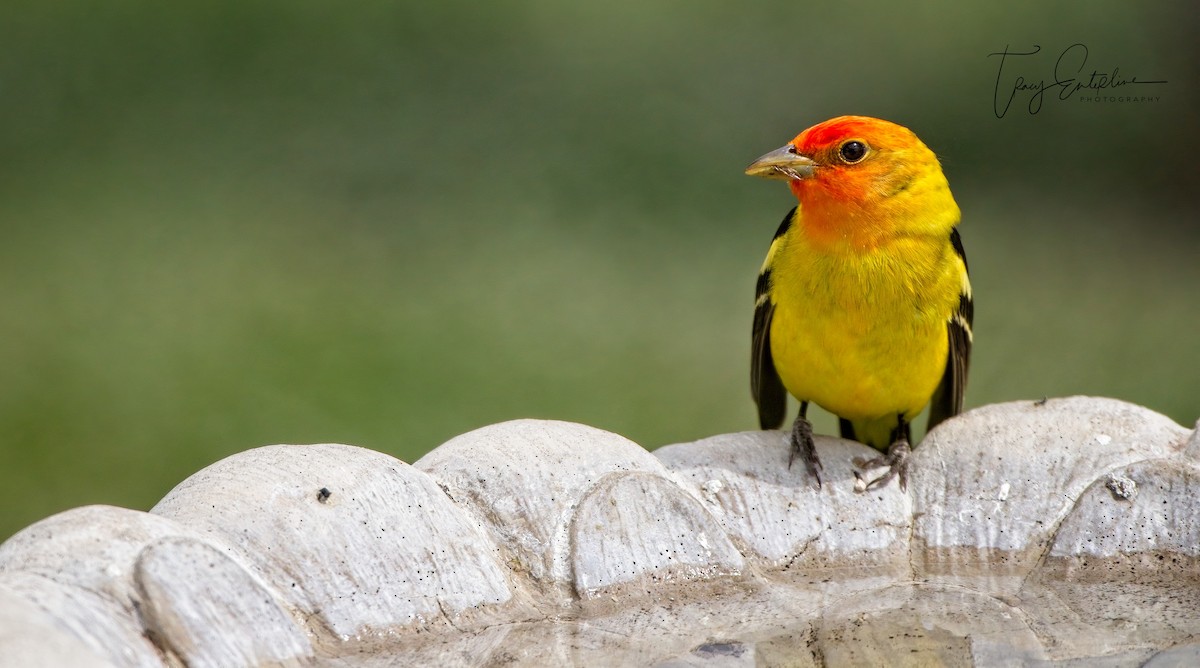 Western Tanager - ML619902180