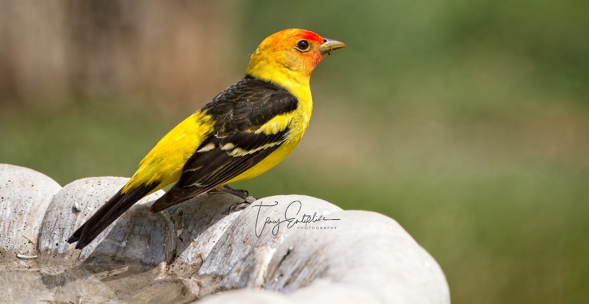 Western Tanager - ML619902181