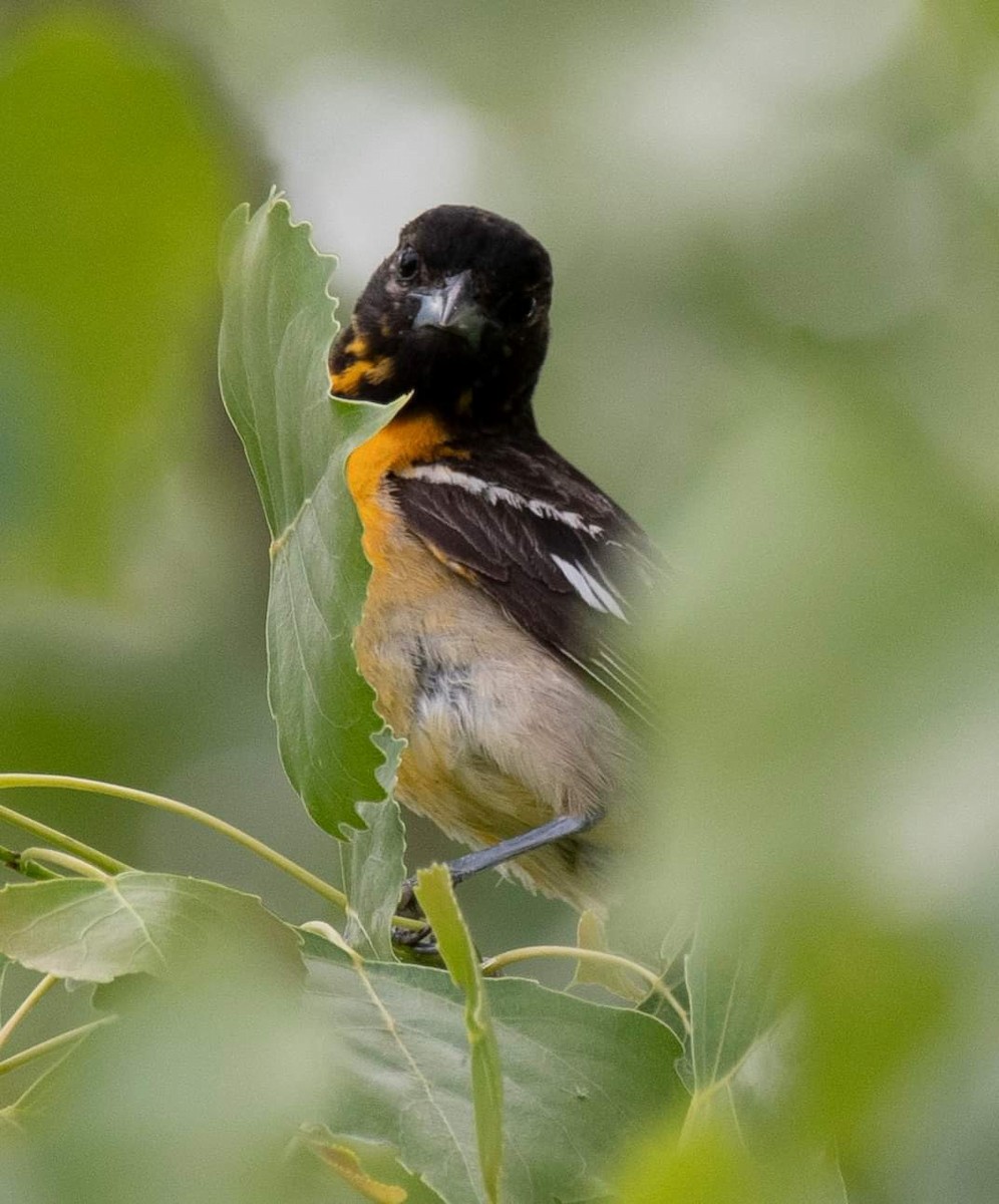 Bullock's x Baltimore Oriole (hybrid) - Jeremy Alcorn