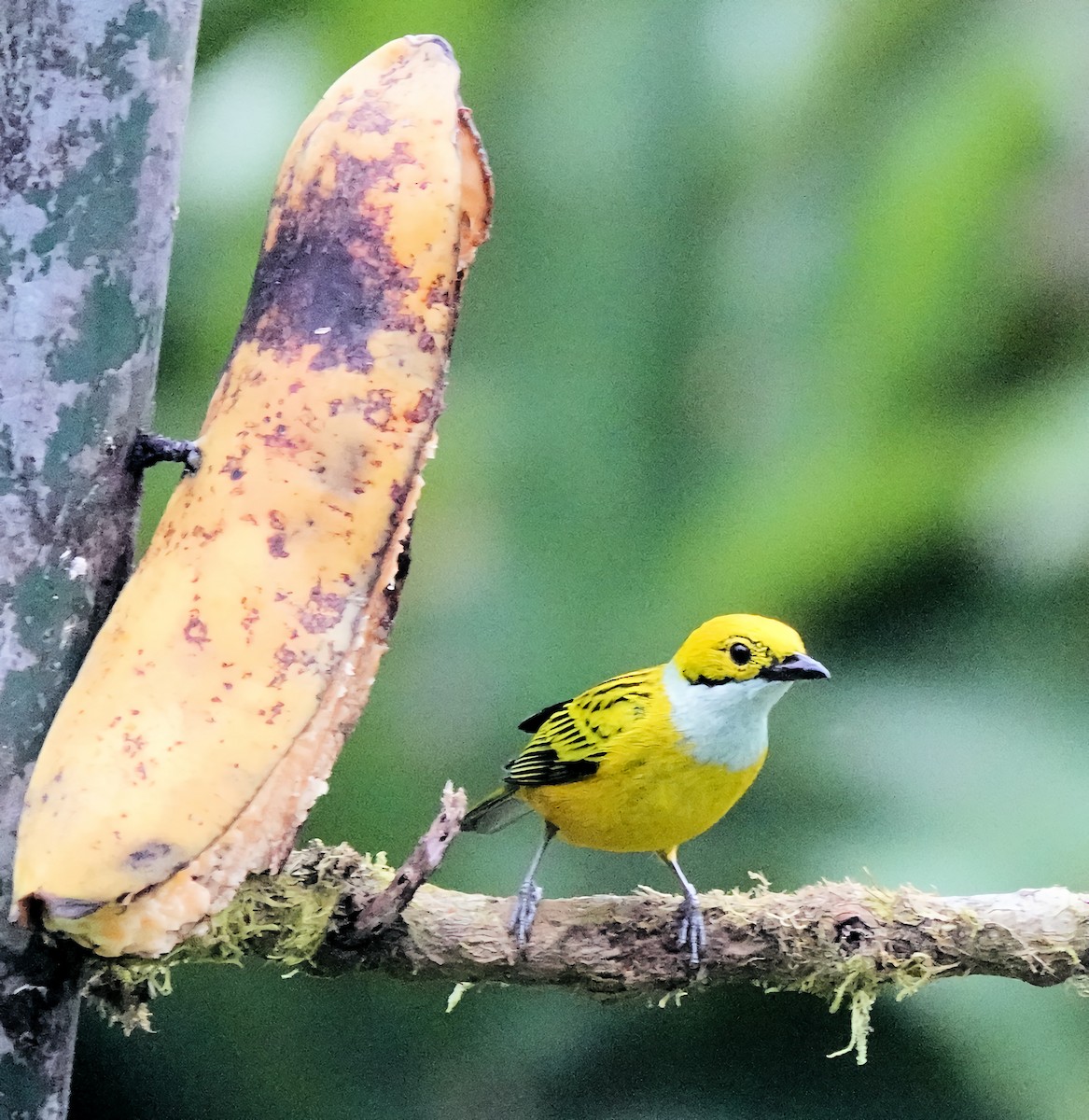 Silver-throated Tanager - ML619902184