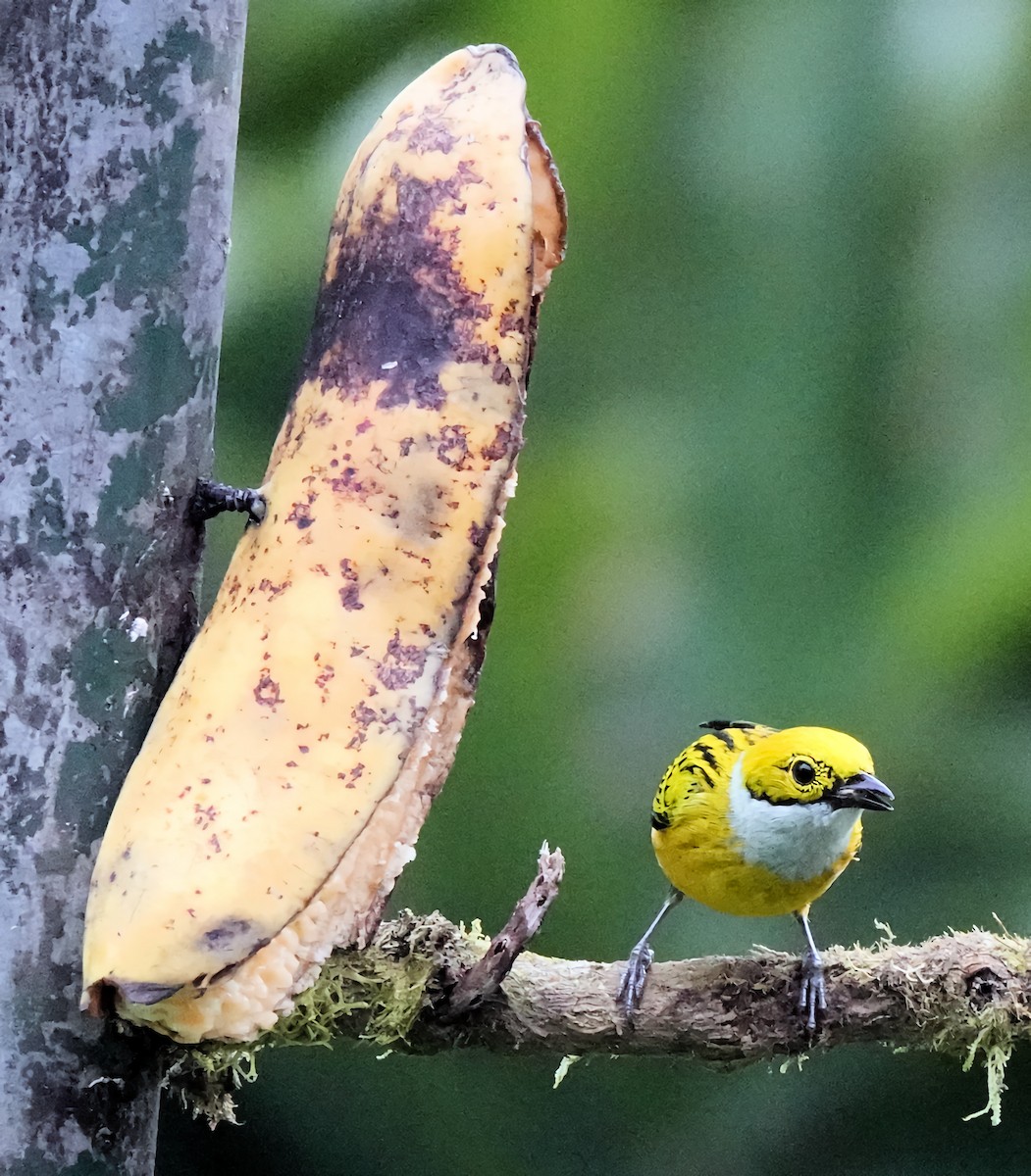 Silver-throated Tanager - ML619902186