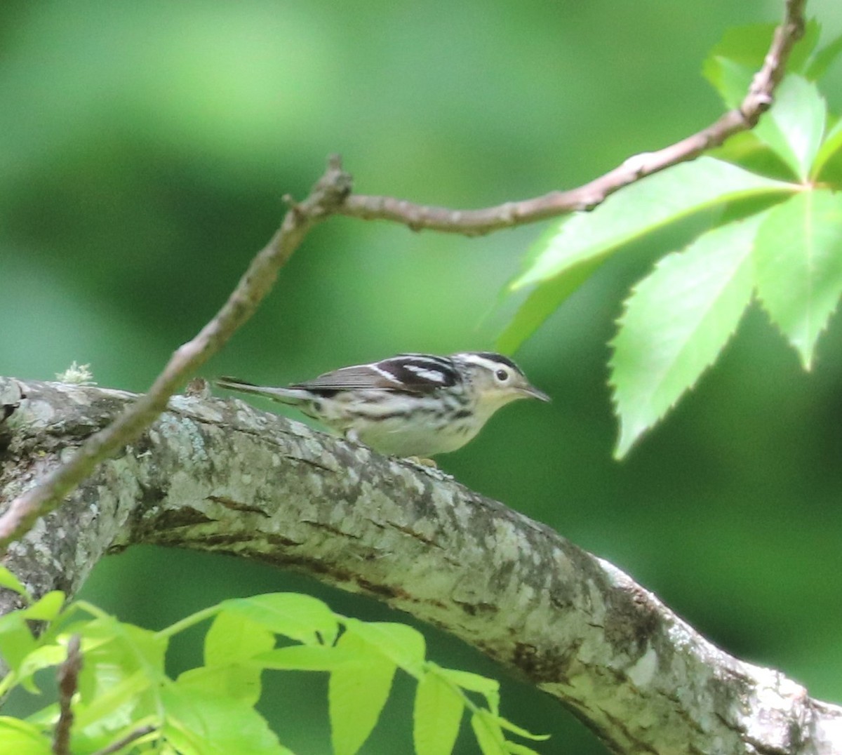 Black-and-white Warbler - ML619902188
