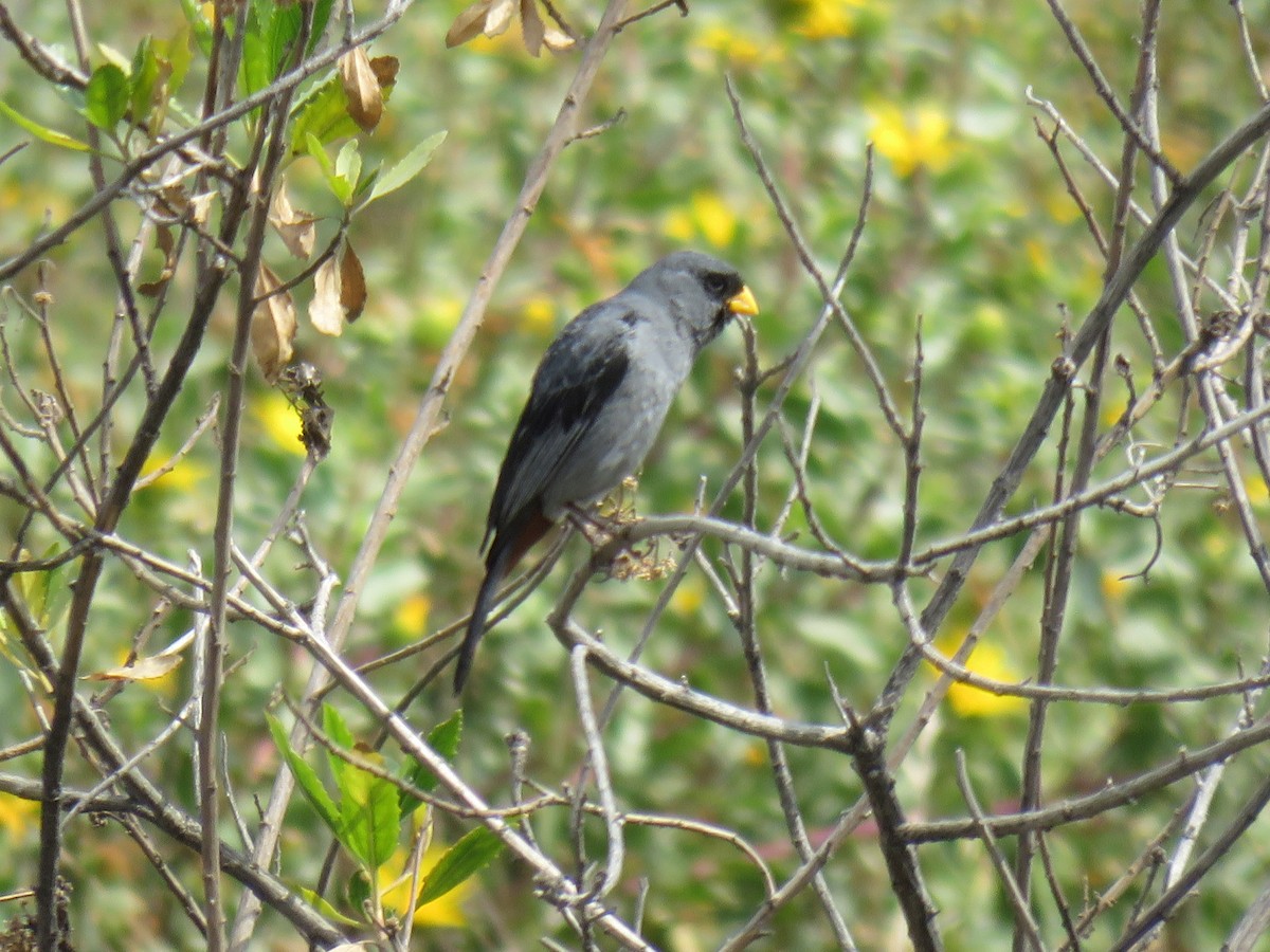 Band-tailed Seedeater - ML619902190