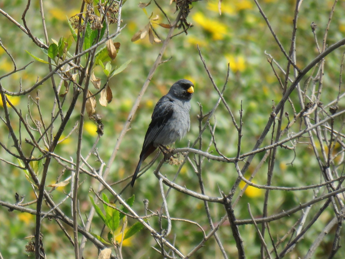 Band-tailed Seedeater - ML619902191