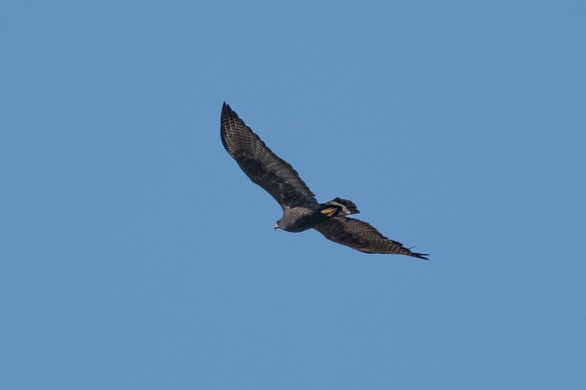 Zone-tailed Hawk - ML619902194