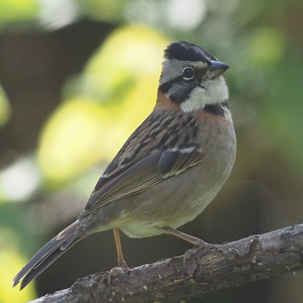 Rufous-collared Sparrow - ML619902196