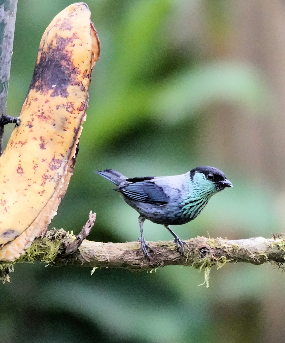 Black-capped Tanager - ML619902200