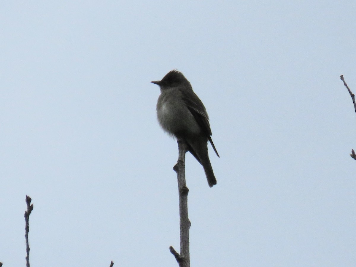 Western Wood-Pewee - ML619902229