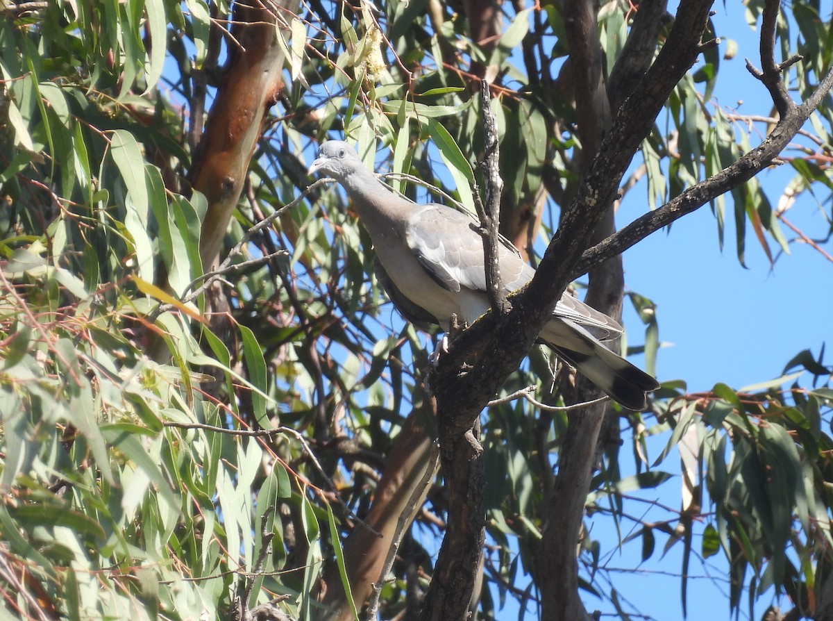 Common Wood-Pigeon - ML619902233
