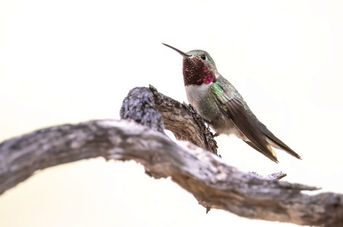 Broad-tailed Hummingbird - ML619902237