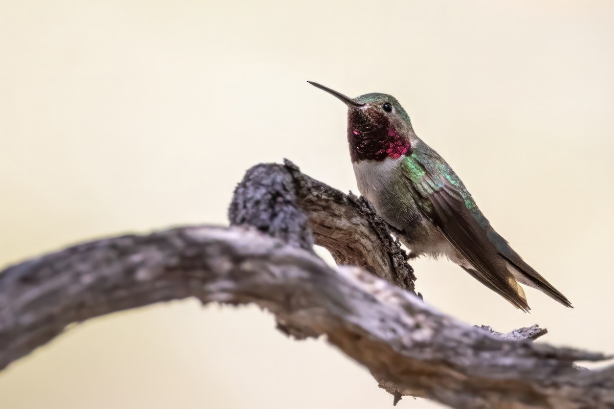 Broad-tailed Hummingbird - ML619902240