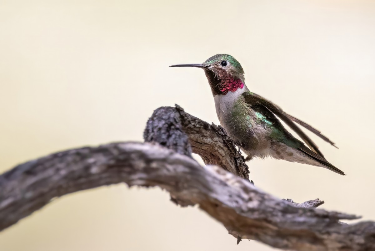 Broad-tailed Hummingbird - ML619902244