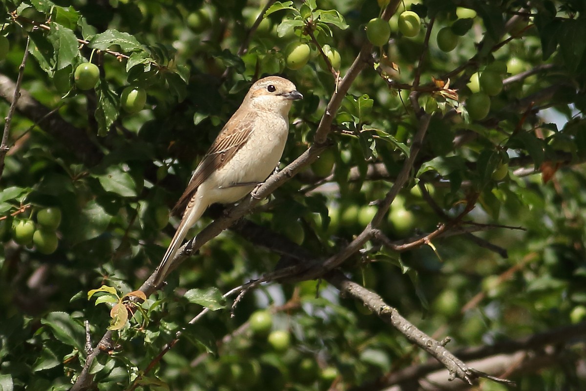 Red-backed Shrike - ML619902250