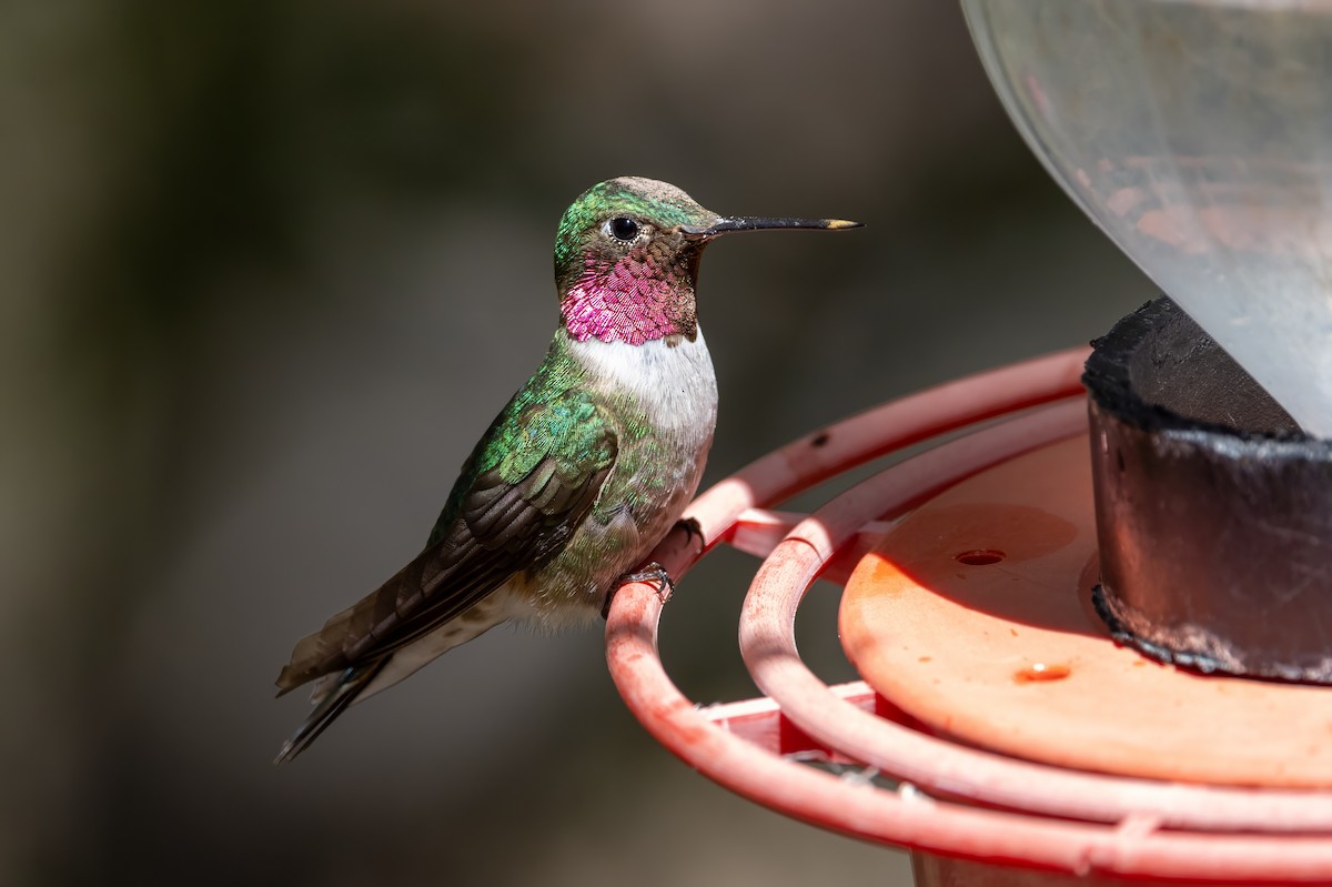 Broad-tailed Hummingbird - ML619902263