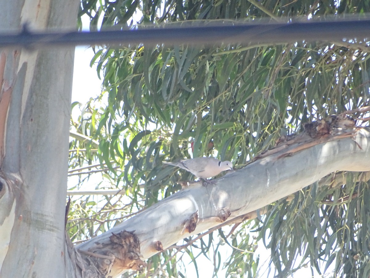 Eurasian Collared-Dove - ML619902265