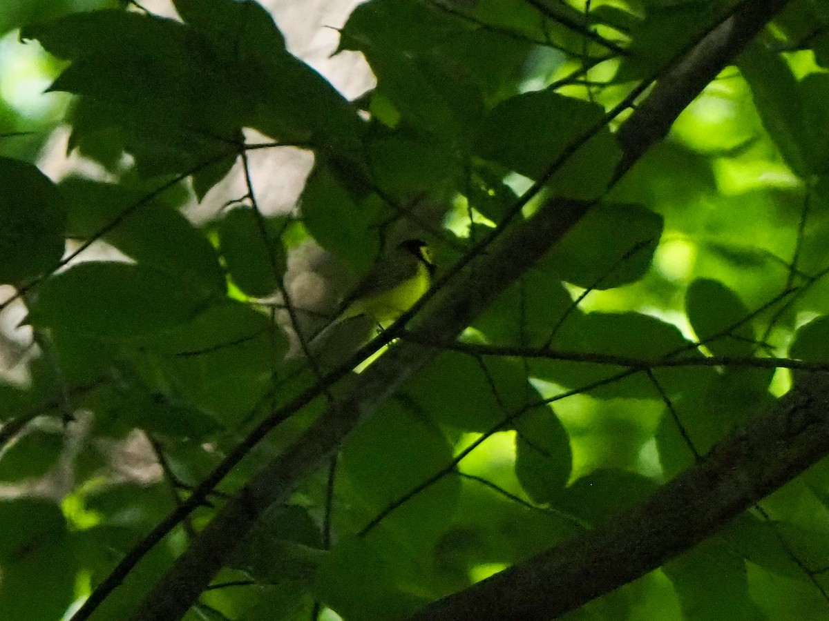 Hooded Warbler - ML619902267