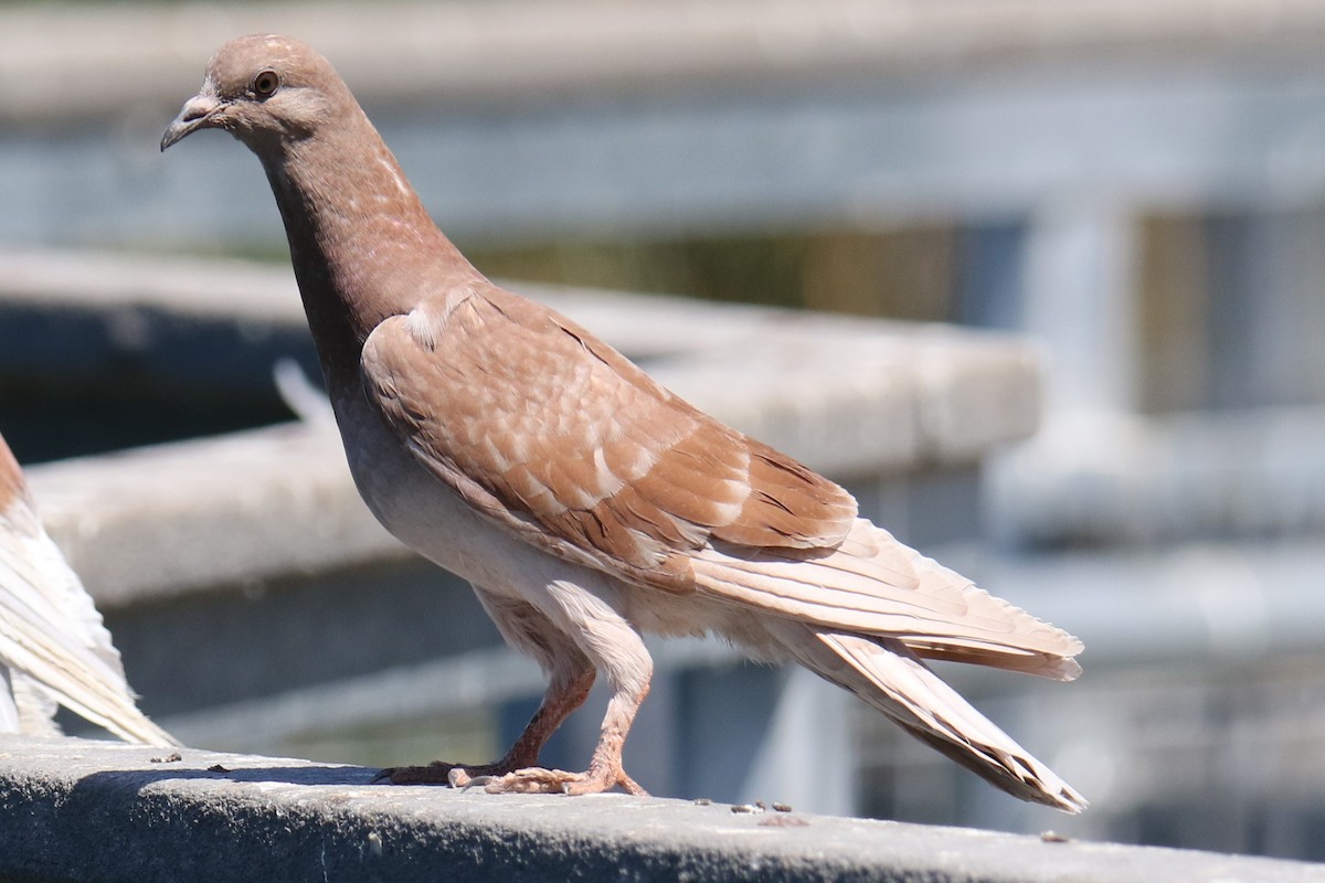 Rock Pigeon (Feral Pigeon) - ML619902289