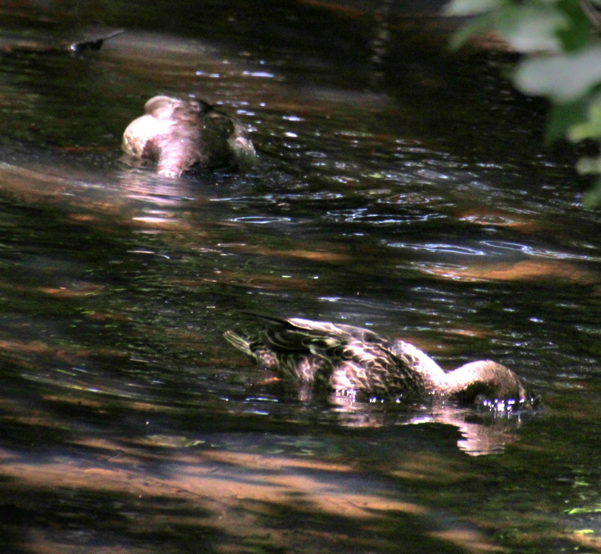 Canard colvert - ML619902292