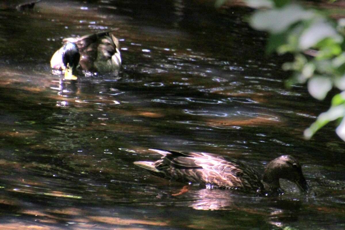 Canard colvert - ML619902293