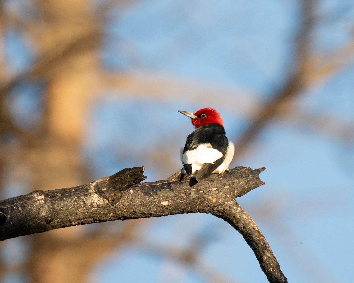 Red-headed Woodpecker - ML619902314